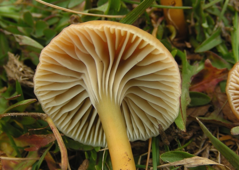 Viva le Hygrocybe!!!